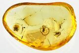 Two Fossil Ant-Loving Beetles (Pselaphinae) in Baltic Amber #346598-1
